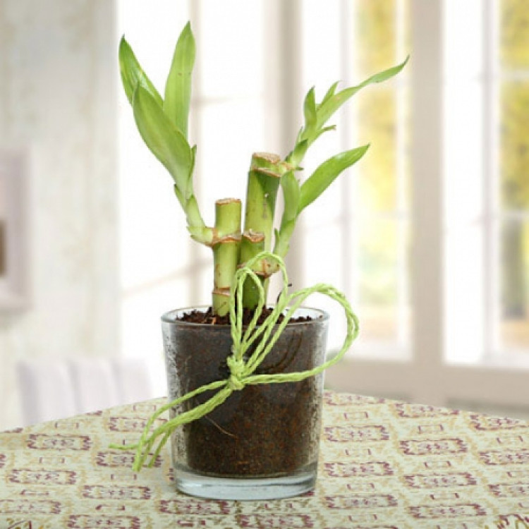 Get Lucky Bamboo Plant 