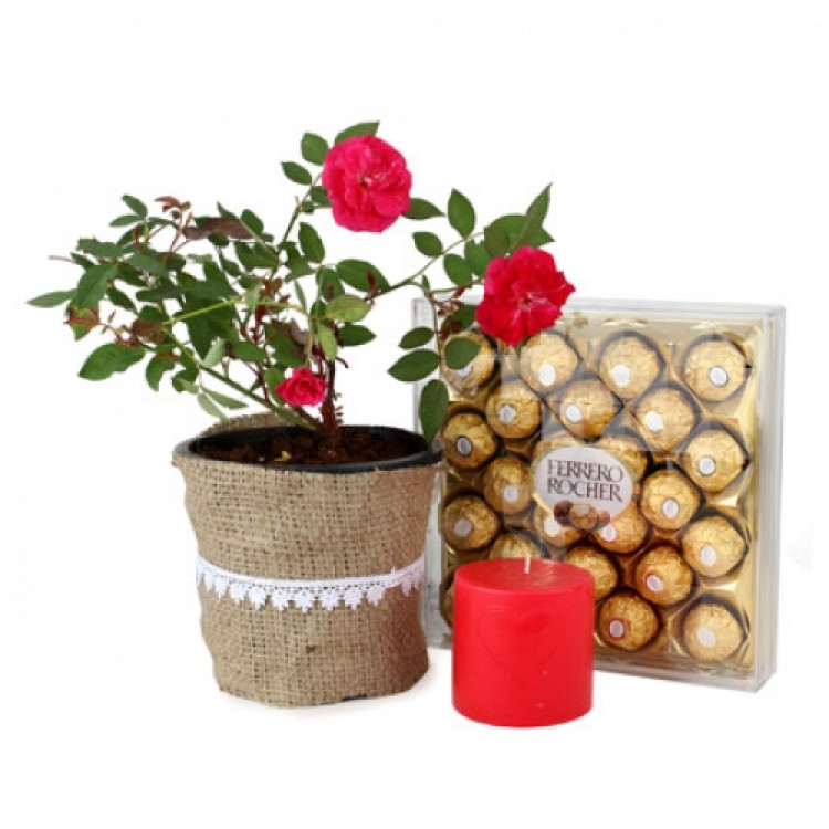 Rose plant with Rocher