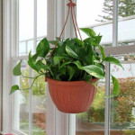 Go Green With Money Plant